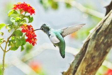 Kolibri im Sonnenschein © Peter