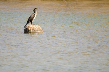 Great cormorant Phalacrocorax carbo on a rock. Charca de Maspalomas. San Bartolome de Tirajana. Gran Canaria. Canary Islands. Spain.