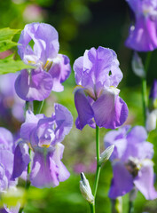 Colorful irises in the garden, perennial garden.