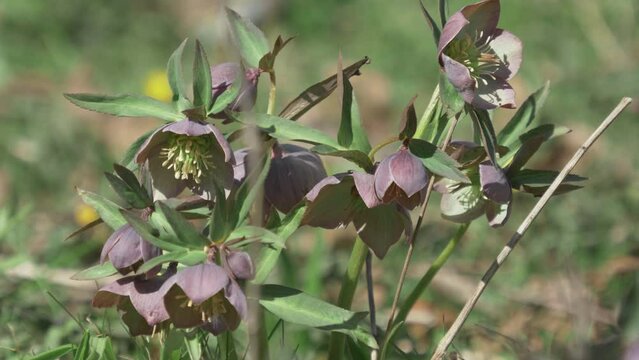 The common purple hellebore flowers (Hellebores purpurascens)