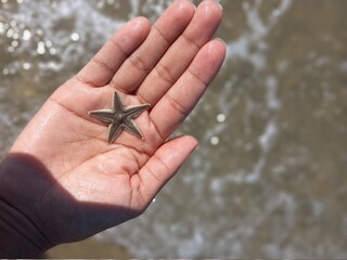 person holding a starfish