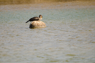 Great cormorant Phalacrocorax carbo resting on a rock. Charca de Maspalomas. Gran Canaria. Canary...