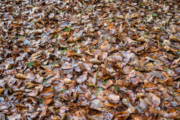 Texturas de folhas caida no meio do parque em Vancouver