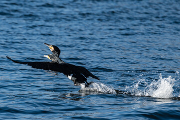 Fototapeta premium Cormorants start out of the water.
