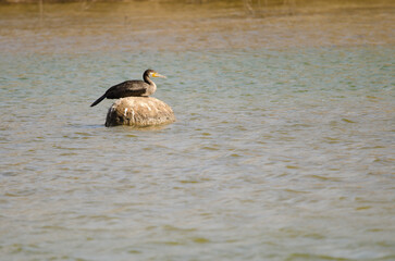 Great cormorant Phalacrocorax carbo resting on a rock. Charca de Maspalomas. Gran Canaria. Canary Islands. Spain.