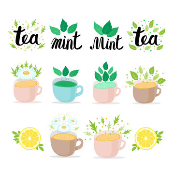 Collection of pastel Cups of Herbal Tea with mint, lemon, green-tea leaves and chamomile flowers. Lettering Tea and Mint. Flat vector illustration on white background.