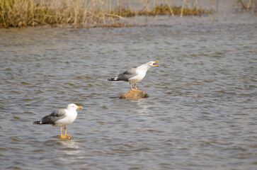 Yellow-legged gulls Larus michahellis atlantis. Charca de Maspalomas. San Bartolome de Tirajana. Gran Canaria. Canary Islands. Spain.