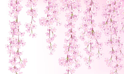 桜　シダレザクラ　背景素材
