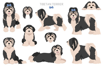 Tibetan terrier clipart. Different poses, coat colors set - obrazy, fototapety, plakaty