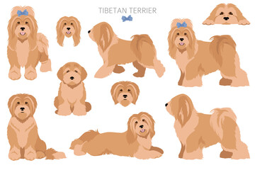 Tibetan terrier clipart. Different poses, coat colors set