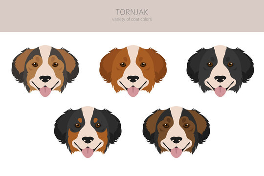 Tornjak clipart. Different poses, coat colors set.