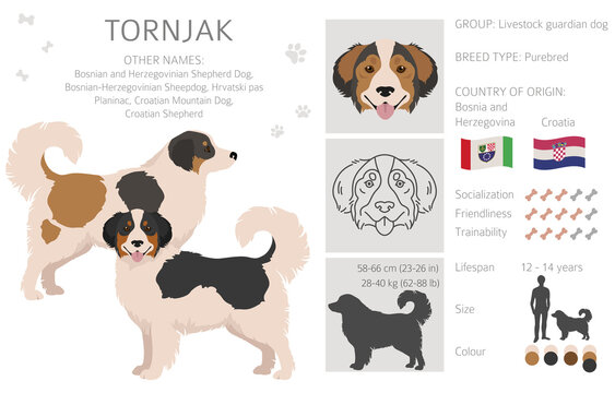 Tornjak clipart. Different poses, coat colors set.
