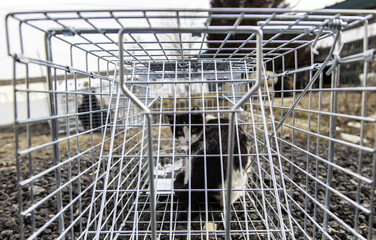 Cat locked cage