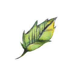 Obraz premium Leaf. Watercolor illustration. Hand painted