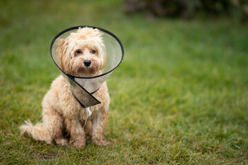 Maltipu breed dog sits on green grass with a protective collar around his neck
