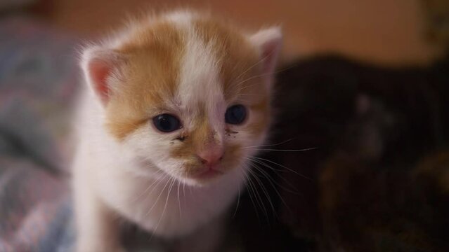Curious tiny ginger and white kitten portrait 
