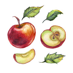 Apple. Watercolor illustration. Hand painted