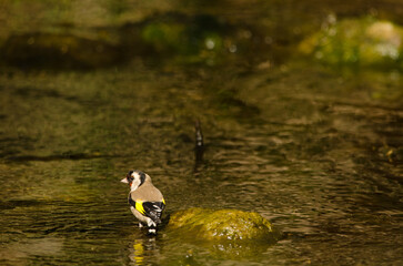 European goldfinch Carduelis carduelis parva bathing. Tony Gallardo Park. Maspalomas. San Bartolome de Tirajana. Gran Canaria. Canary Islands. Spain.