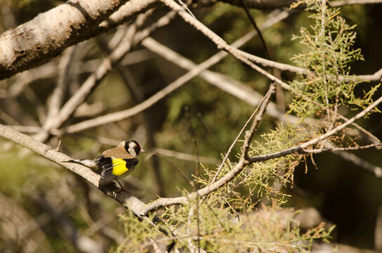 European goldfinch Carduelis carduelis parva stretching one wing. Tony Gallardo Park. Maspalomas. Gran Canaria. Canary Islands. Spain.