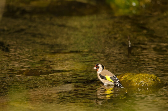 European goldfinch Carduelis carduelis parva bathing. Tony Gallardo Park. Maspalomas. San Bartolome de Tirajana. Gran Canaria. Canary Islands. Spain.