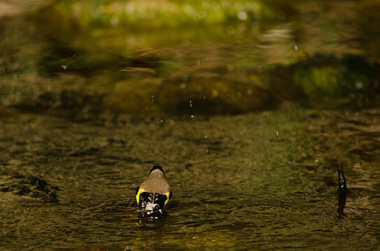 European goldfinch Carduelis carduelis parva bathing. Tony Gallardo Park. Maspalomas. San Bartolome de Tirajana. Gran Canaria. Canary Islands. Spain.