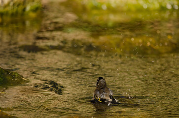 European goldfinch Carduelis carduelis parva bathing. Tony Gallardo Park. Maspalomas. San Bartolome de Tirajana. Gran Canaria. Canary Islands. Spain.