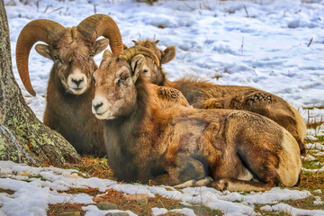Shubenacadie Wildlife Park, Nova Scotia, Canada