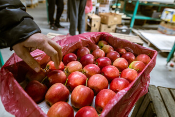 Ripe juicy red apples in a cardboard box. Production facilities of large warehouse - grading, packing and storage of crops.