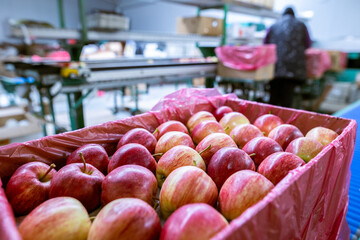 Ripe juicy red apples in a cardboard box. Production facilities of large warehouse - grading, packing and storage of crops.