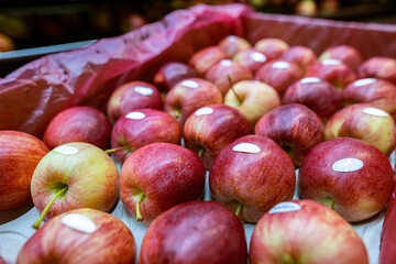 Ripe juicy red apples with blank sticker labels in a cardboard box. Production facilities of large warehouse - grading, packing and storage of crops.
