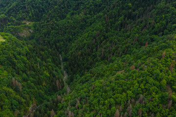 Green tree tops top view. Green mountain forest in summer aerial view. The texture of a coniferous forest