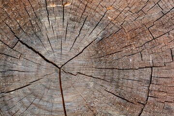 Detalle del corte del tronco de un árbol viejo