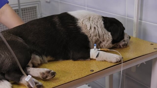 Close-up of a sick dog lying on a table in a veterinary clinic with a catheter in its paw. A veterinarian examines a sick dog in a veterinary clinic.