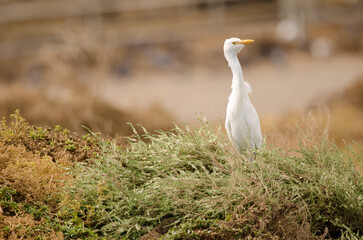 Cattle egret Bubulcus ibis on alert. Aguimes. Gran Canaria. Canary Islands. Spain.