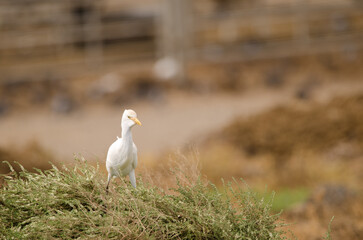 Cattle egret Bubulcus ibis on a shrub. Aguimes. Gran Canaria. Canary Islands. Spain.