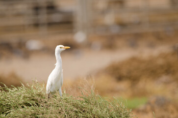 Cattle egret Bubulcus ibis on alert. Aguimes. Gran Canaria. Canary Islands. Spain.