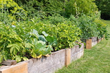 Community garden in the local public park. Vegetables growing in boxes