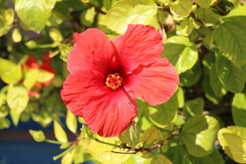 red hibiscus flower