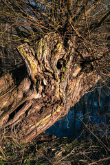 Gnarled tree trunk is illuminated by the setting sun.