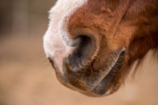 Brown horse nose close up outside on nature