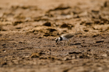 Little ringed plover Charadrius dubius searching for food. Aguimes. Gran Canaria. Canary Islands. Spain.
