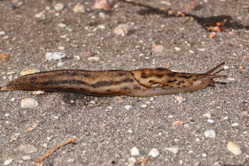 A great slug (lat. Limax maximus) crawls along the paths in the garden. The great slug is a terrestrial gastropod mollusk of the order pulmonary snails of the family Limacidae.
