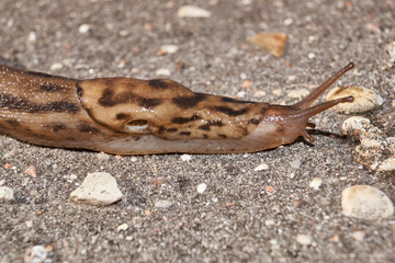 A great slug (lat. Limax maximus) crawls along the paths in the garden. The great slug is a terrestrial gastropod mollusk of the order pulmonary snails of the family Limacidae.