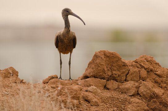 Glossy ibis Plegadis falcinellus standing. Aguimes. Gran Canaria. Canary Islands. Spain.