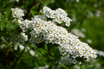 branch of blooming spirea with white flowers close-up