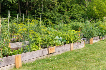 Community garden with vegetable beds in local public park in summer. Vegetables growing in boxes.