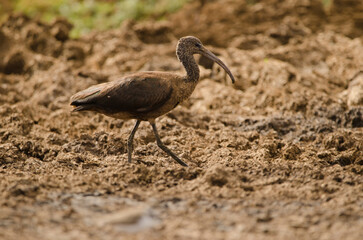 Glossy ibis Plegadis falcinellus walking on mud. Aguimes. Gran Canaria. Canary Islands. Spain.