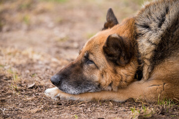 Sleeping german shepherd dog outdoor on ground
