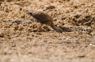 Glossy ibis Plegadis falcinellus searching for food. Aguimes. Gran Canaria. Canary Islands. Spain.