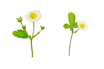 two branches with leaves and a wild strawberry flower - an isolated plant on a white background